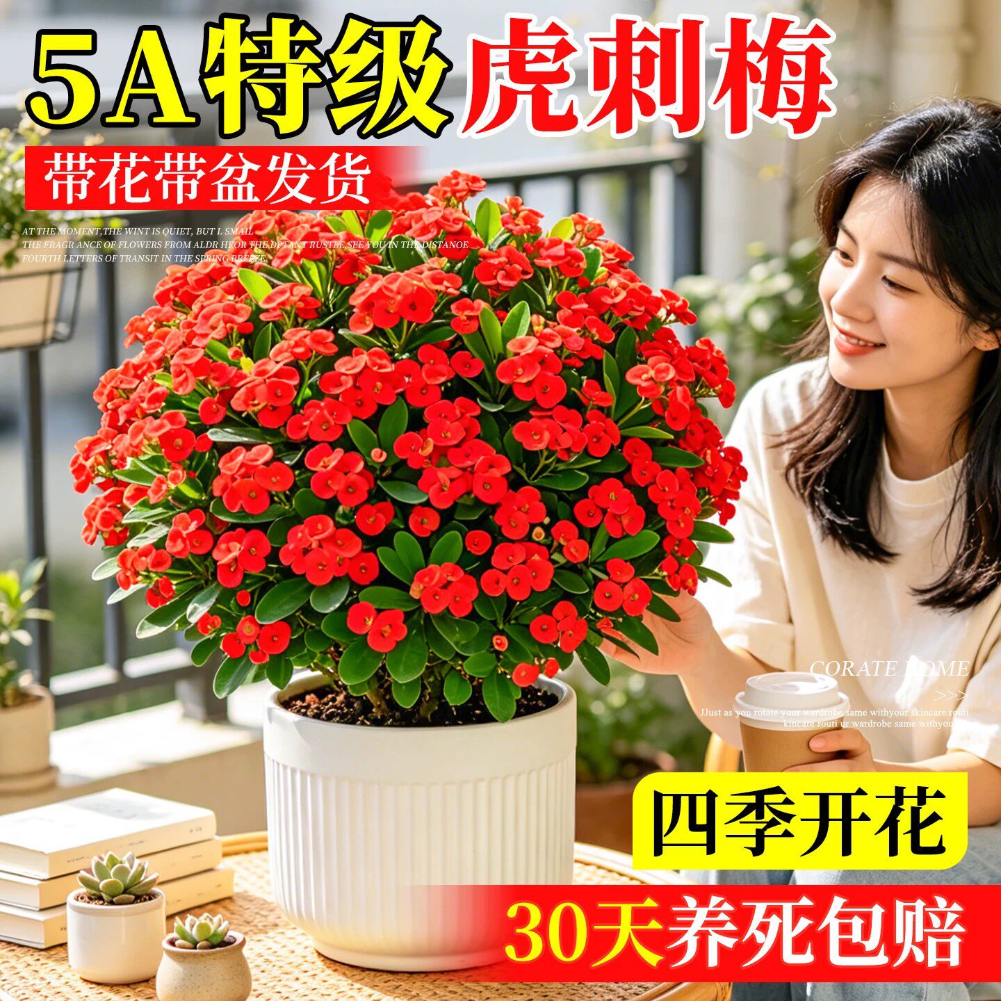 虎刺梅盆栽老桩室内养殖净化空气特级铁海棠植株大叶大花四季常青