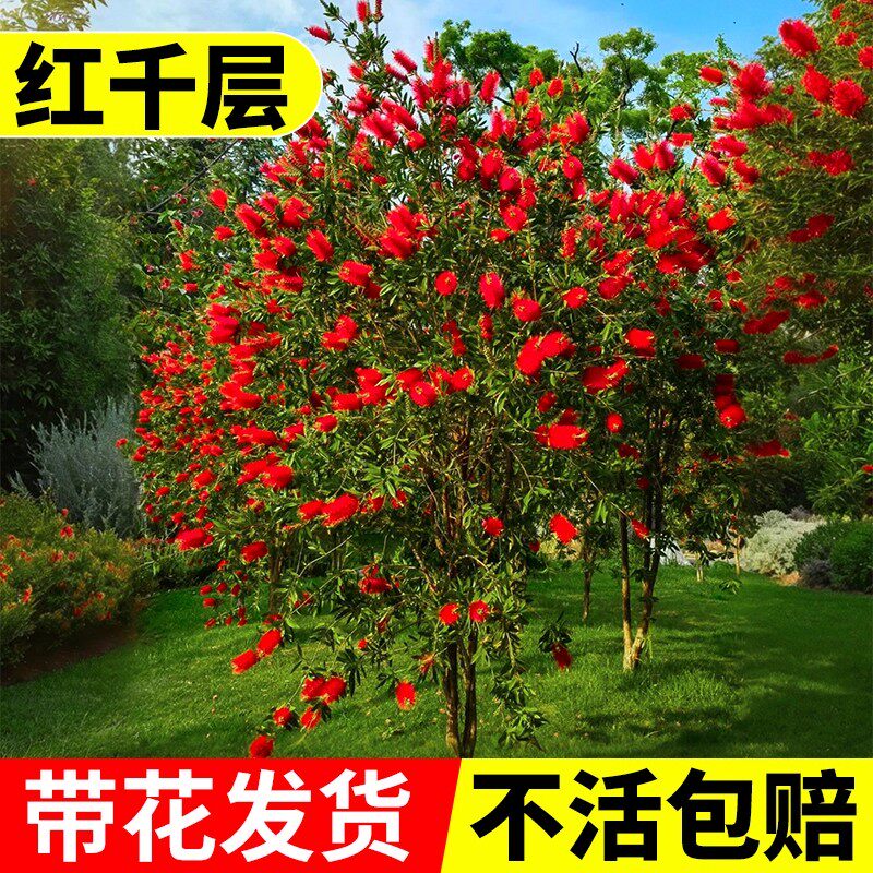 多花红千层树苗金宝树红千层串钱