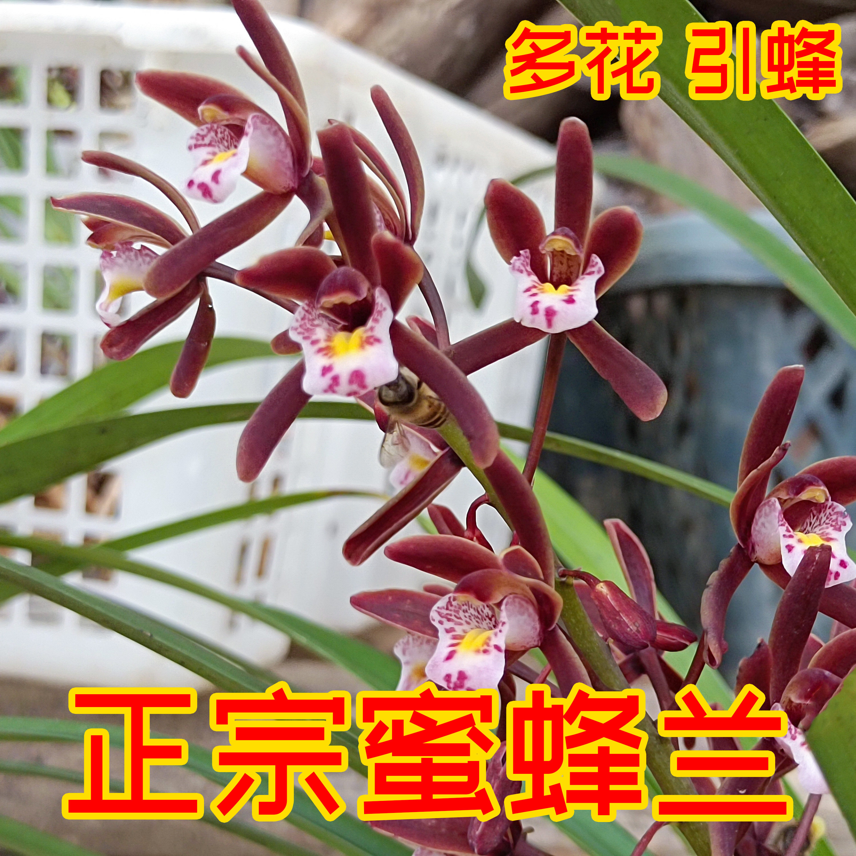 正宗蜜蜂兰岩兰花引蜂兰招蜂兰诱蜂兰室内阳台庭院易活