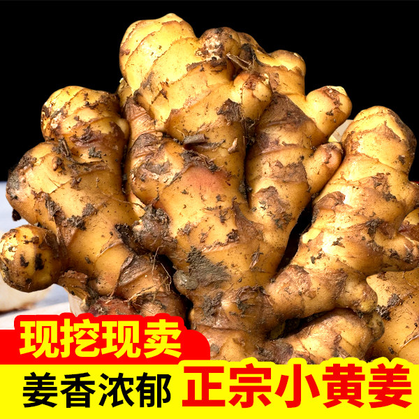 正宗小黄姜新鲜生姜老姜本地小黄其它