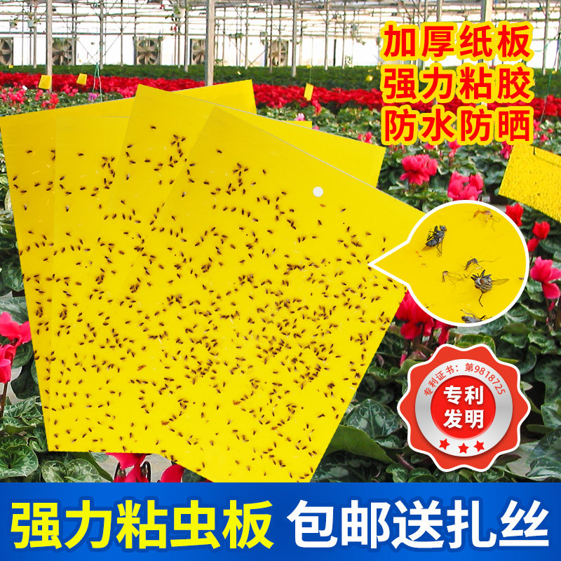 粘虫板黄板双面诱虫大棚厨房家用专用蜂小飞虫果蝇诱捕器,鲜花速递/花卉仿真/绿植园艺,其它园艺用品,淘宝优惠券,粉丝福利购,淘宝优惠卷