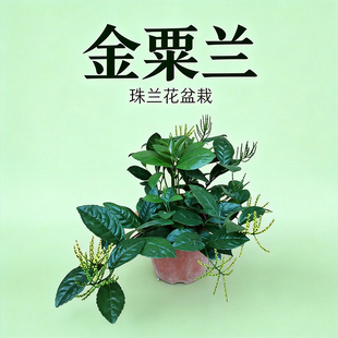 黄花珠兰盆栽金粟兰阳台室内四季常绿鱼子兰鸡爪兰姿态优美浓香型