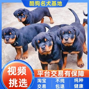 纯种罗威纳幼崽双血统罗威纳小狗纯种大头版德系罗威纳防爆犬活物