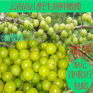 云南油甘果牛甘果酸水果回甘好野生高山现摘新鲜滇橄榄3斤包邮