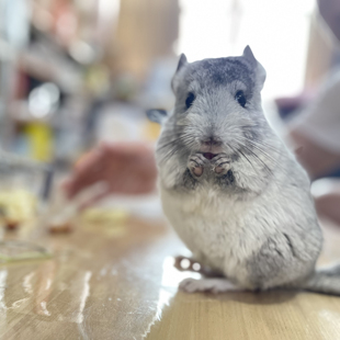 五只龙猫活体 贵阳顺风车运输