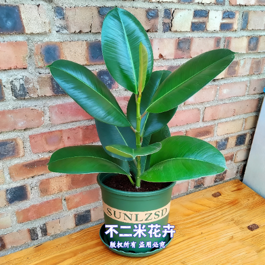 精品橡皮树黑金刚绿金刚盆栽净化空气植物室内客厅净化空气好养活