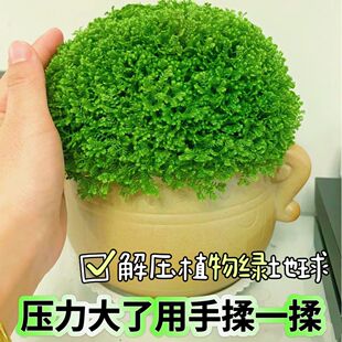 绿地球翠云草珊瑚蕨类植物室内桌面绿植盆栽净化空气四季常绿好养