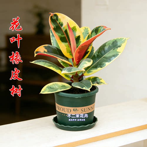 【花叶橡皮树】坦尼克绿金刚黑金刚植物盆栽客厅室外观叶绿植四青