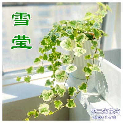 【雪莹】进口稀有爬藤垂藤常春藤室内喜阴耐阴植物垂藤好养四季青