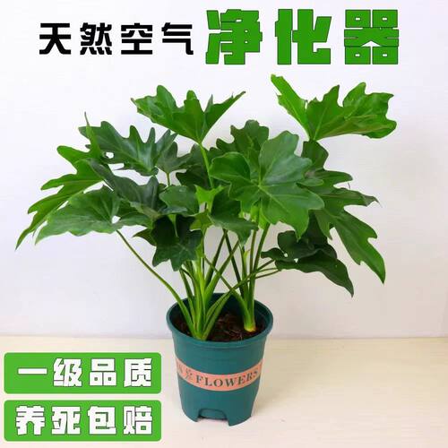 大叶春羽蔓绿绒龙鳞春羽植物桌面客厅办公室观叶盆栽四季常青好养