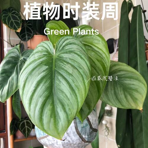 西瓜碧浪蔓绿绒大叶绿绒银斑稀有四季网红进口好养观叶北欧风热植