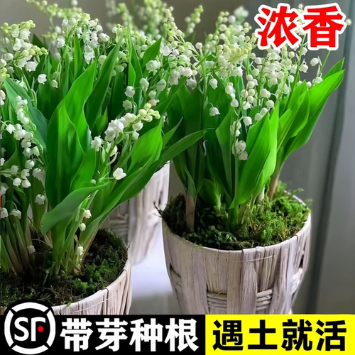 带芽花苗盆栽好养不死浓香型花卉
