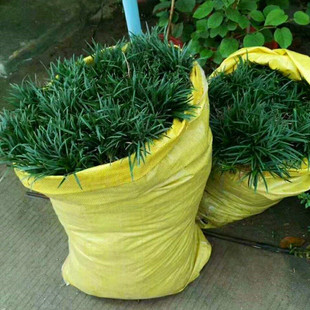 耐寒草坪常绿草花园地被植物日本矮麦冬玉龙草绿化低矮小麦冬草苗