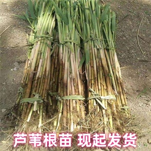 芦苇绿植 大芦苇苗 芦苇草挺水植物新鲜苇子根苗水生植物净化水质