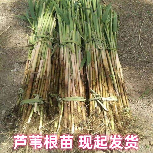 芦苇绿植大芦苇苗净化水质