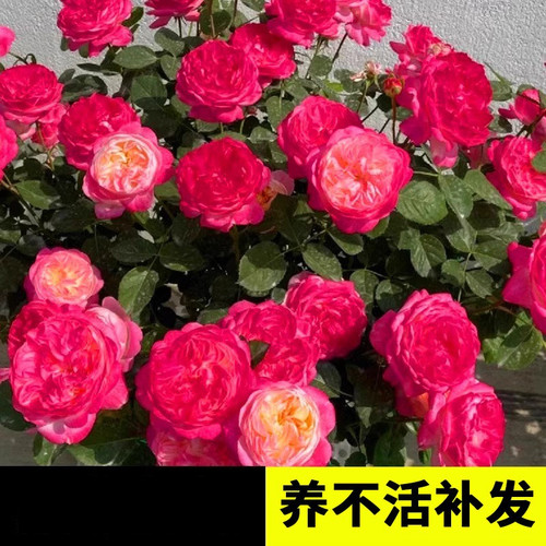 和室四季玫瑰花苗特大花浓香月季爬藤蔷薇花佛罗伦蒂娜室内外盆栽