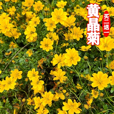 黄晶菊种子春俏菊秋播花卉耐寒鲜花种子园林园艺景观花海草花籽