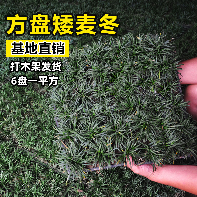 日本矮麦冬草玉龙草盘苗方穴盘图片