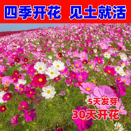 波斯菊花种子格桑花种籽子易活花籽庭院室外公路耐寒野花组合种子