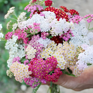 西洋千叶蓍草种子花籽欧蓍神锯草籽宿根耐寒可切花蕾丝花阳台盆栽