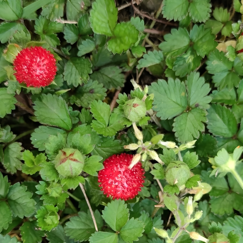 现挖蛇莓苗蛇泡草新鲜全草蛇疱草野生草莓苗三爪风蛇果苗地莓入药