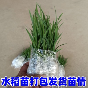 水稻秧苗杂交水稻常规种晚稻易种带土发货满