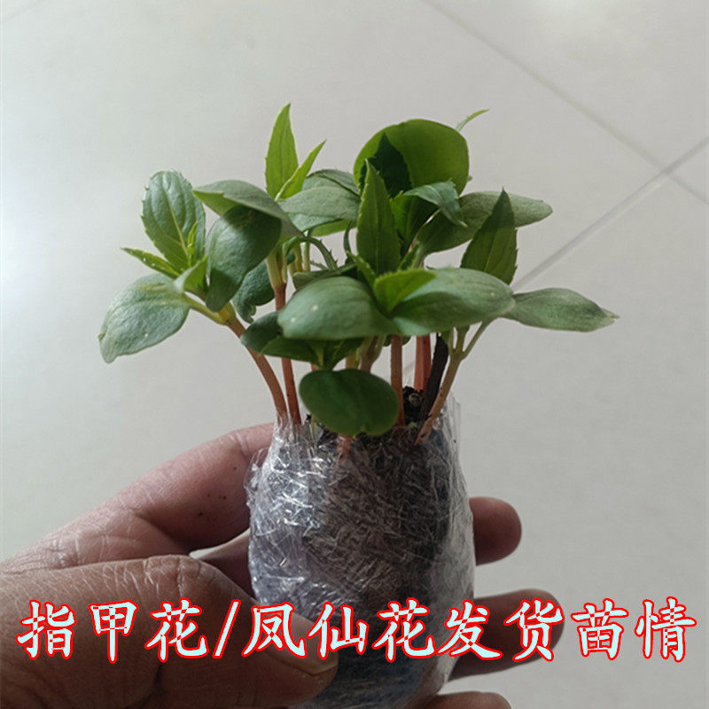 凤仙花苗驱蚊蛇适合学生科学课种植易活指甲花穴盘苗儿童观察植物