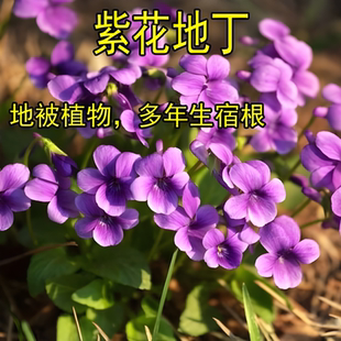 紫花地丁种子中材种子新采地丁籽紫堇地丁花卉种子庭院阳台花籽