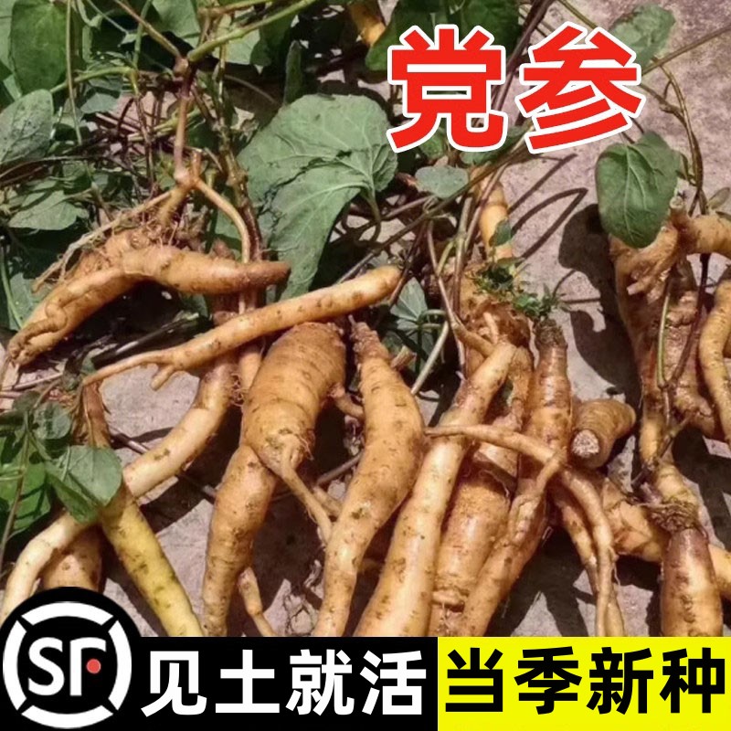 党参种子特级新鲜野生党参种籽高产甘肃岷县优质材参种孑图片