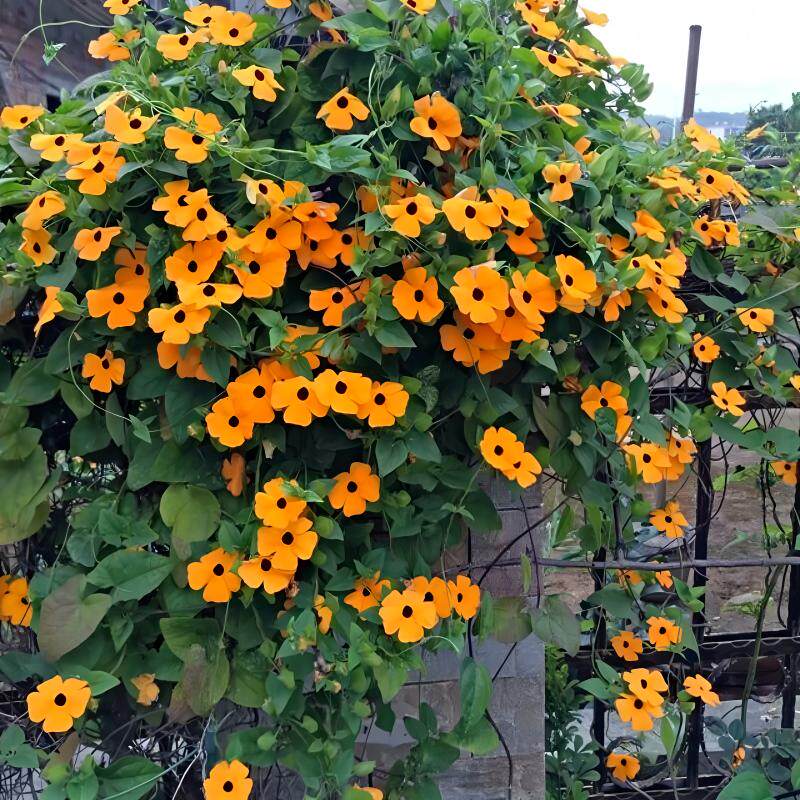 黑眼苏珊种子黑眼花耐热多年生藤本花卉爬墙攀附庭院爬藤花种子子