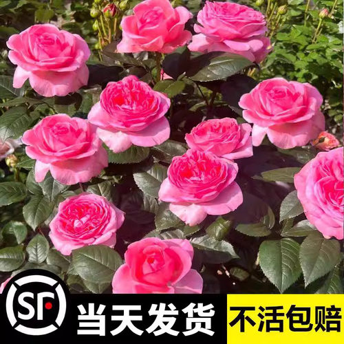 法版花宫娜藤本月季花苗特大朵玫瑰花浪漫果汁阳台花园爬藤蔷薇苗