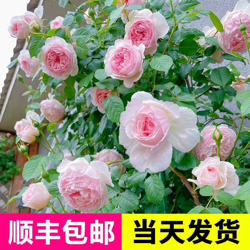 威基伍德藤本蔷薇爬藤植物四季开花庭院地栽浓香珊瑚果冻月季花苗