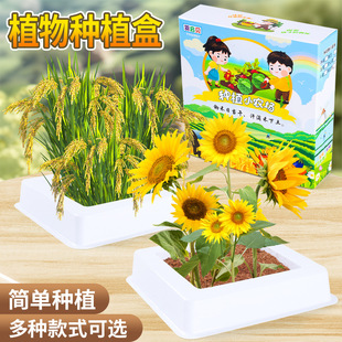 儿童植物小盆栽种植盲盒幼儿园小学生观察农作物水稻凤仙花种籽子
