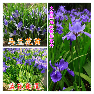 蓝花鸢尾马蔺马兰花苗庭院别墅蝴蝶花园地被植物绿化造景花卉耐寒