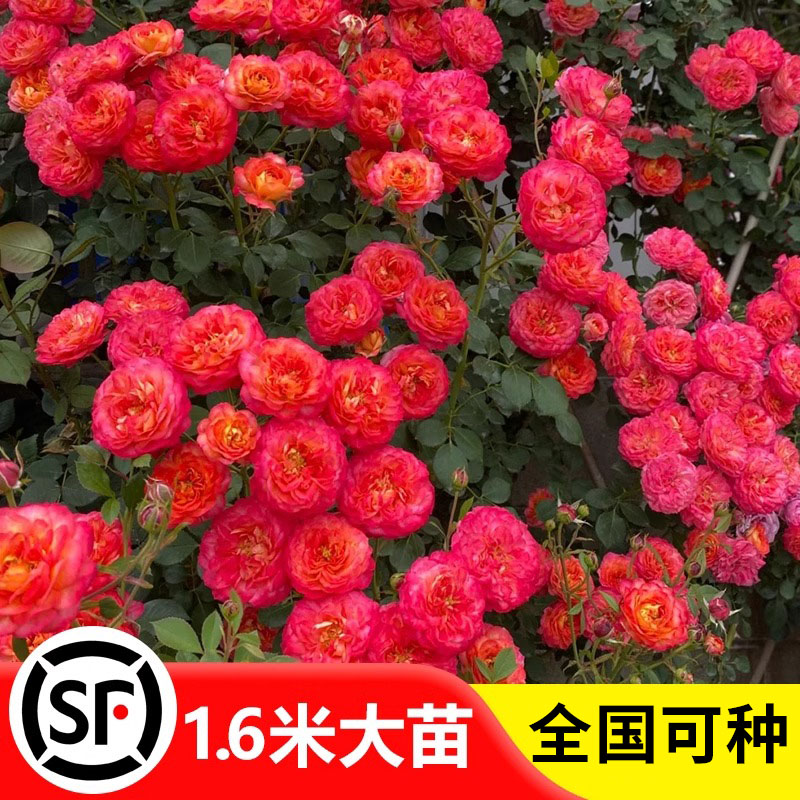 藤宝贝爬藤蔷薇四季开花月季花苗大花浓香藤本植物特大花庭院玫瑰图片