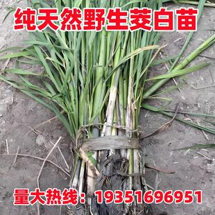 茭白苗种现挖高产早熟双季单季高笋苗高瓜冬笋苗老根老苗水生蔬菜