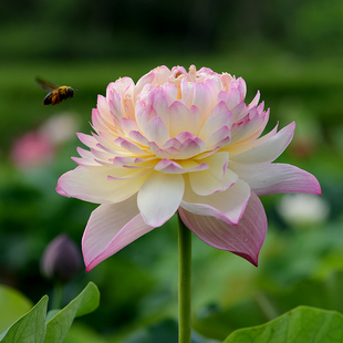 【红唇】碗莲乌托邦-大型/可中庭院池栽盆栽水生花卉观赏荷花种藕
