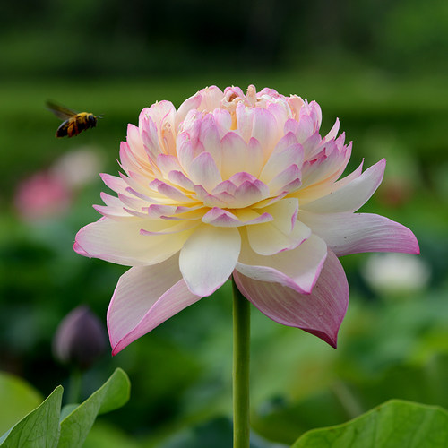 乌托邦荷花【红唇】大型难自开