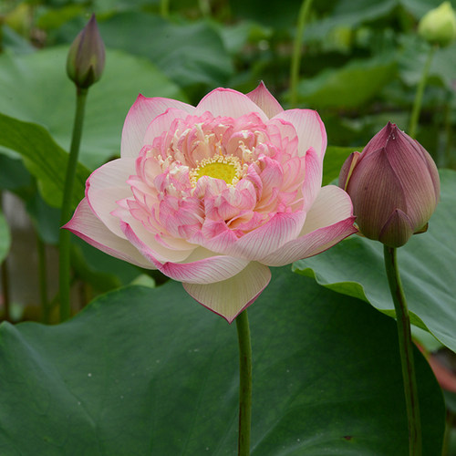 【雨落花台】中大型重瓣精品荷花