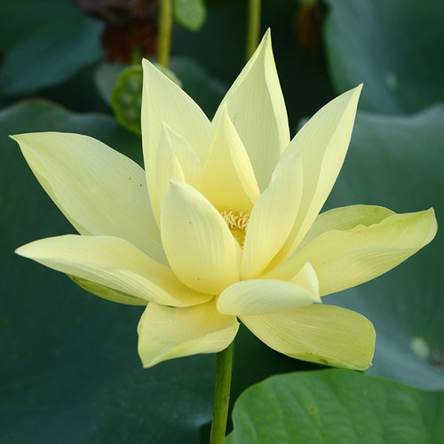 杏黄乌托邦中型庭院观赏荷花