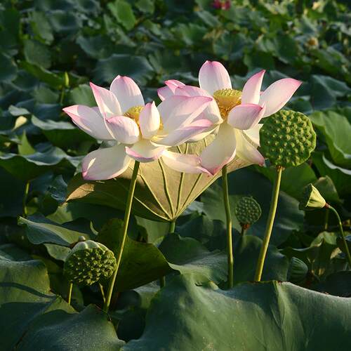 【游园惊梦】巨大型莲蓬大结子多