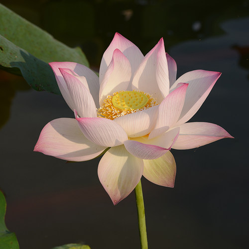 乌托邦荷花【冬荷八号】花期很长