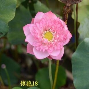 【惊艳·凤冠/惊艳18】碗莲乌托邦-中小型阳台盆栽观赏荷花种藕
