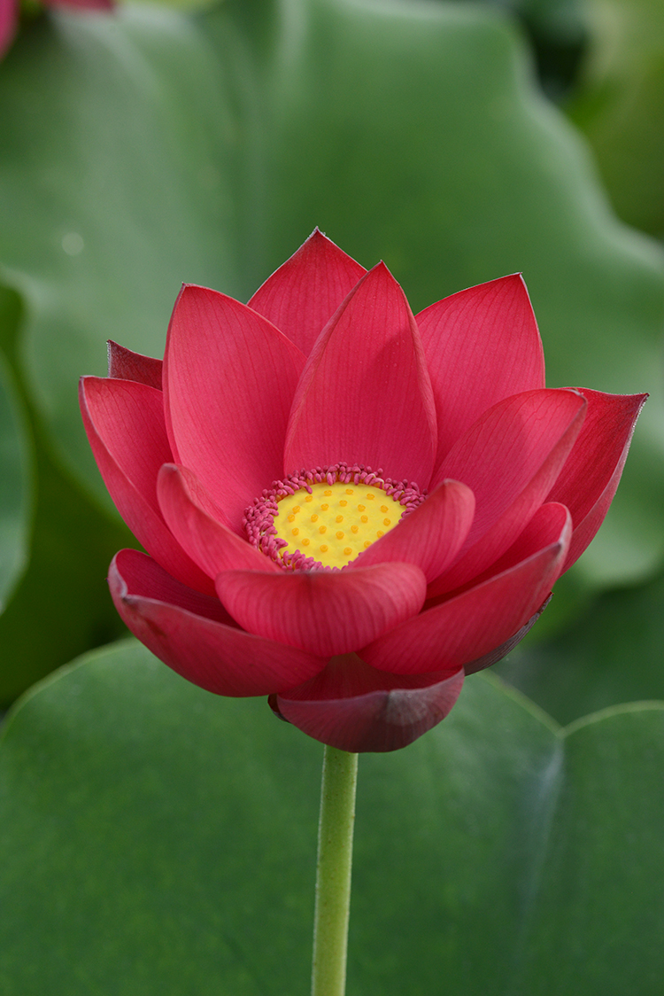 【沭阳红】乌托邦中小型红蕊荷花