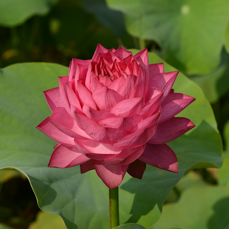 乌托邦观赏荷花【宜良千瓣】好吃