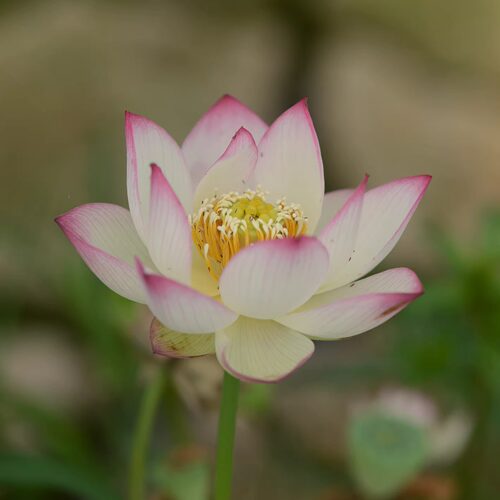 【凝羞】小型丰花立叶高挺花色好