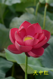 天中红/霞 大师 阿育王鸳鸯羽碗莲乌托邦中大型水生观赏荷花种藕