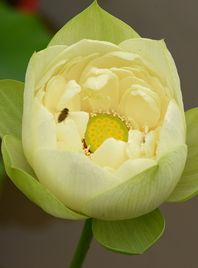 碗莲乌托邦-金陵春色 中型盆栽水生花卉盆栽观赏荷花种藕cqu10211