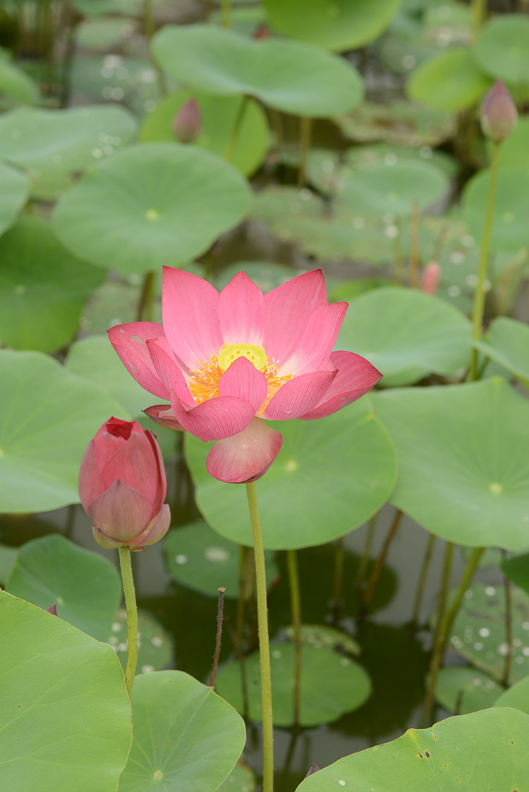 【紫仙8号】碗莲乌托邦-小微型水生阳台庭院盆栽观赏荷花种藕cqu1