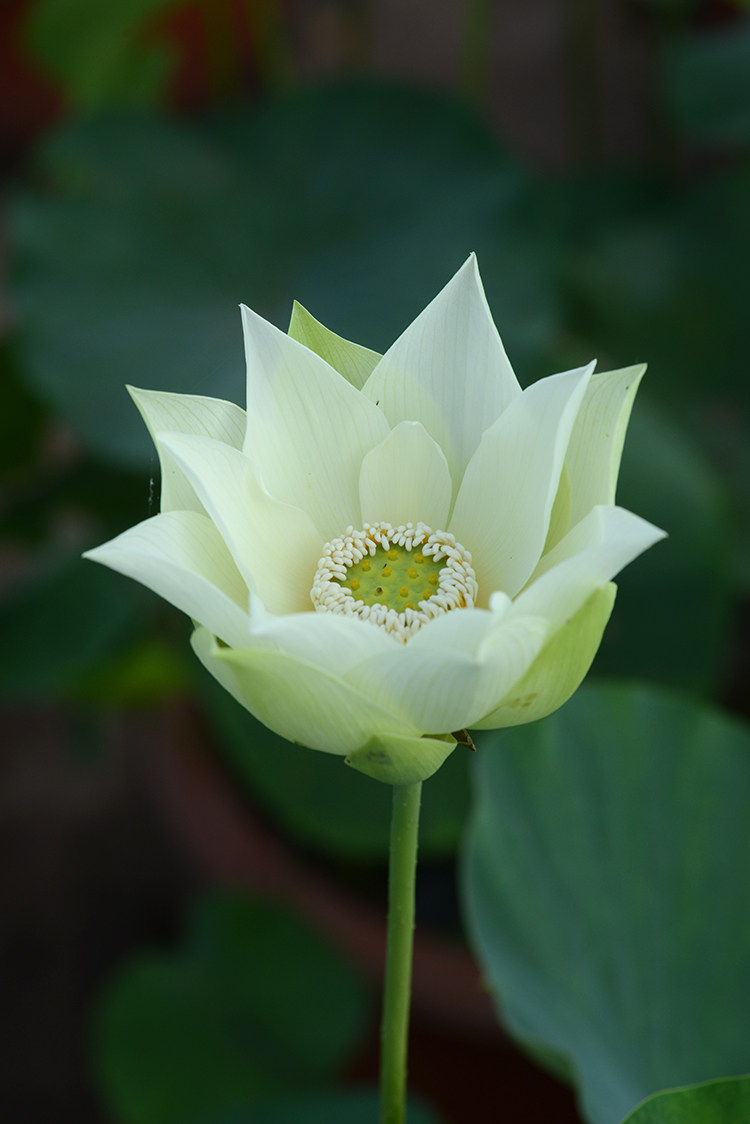 【白鹤亮翅】碗莲乌托邦-中小型水生阳台庭院盆栽观赏荷花种藕cqu